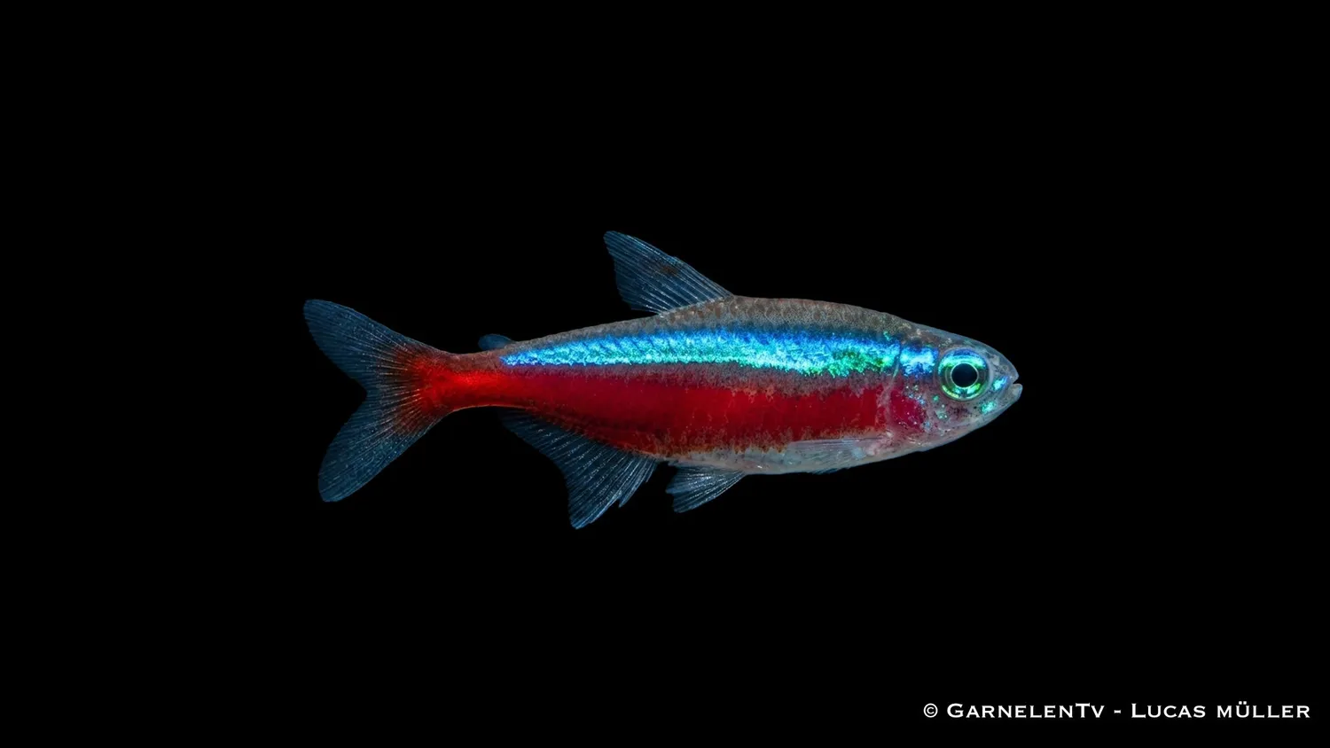 Garnelen TV röd neon Paracheirodon stimfisk