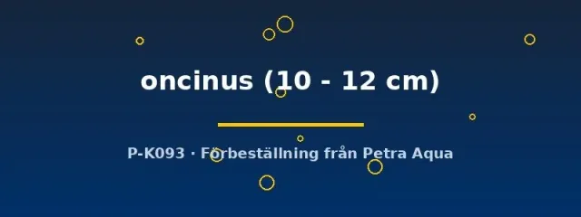 Näsets Ciklidhobby Lisomadoras oncinus mal 10–12 cm nattaktiv