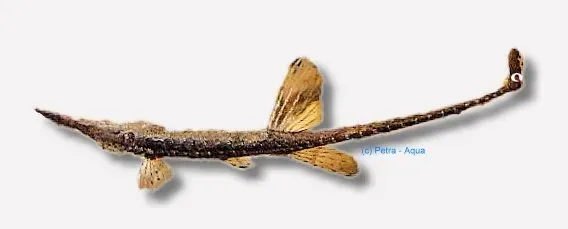 Näsets Ciklidhobby Farlowella acus nålmal 11–14 cm