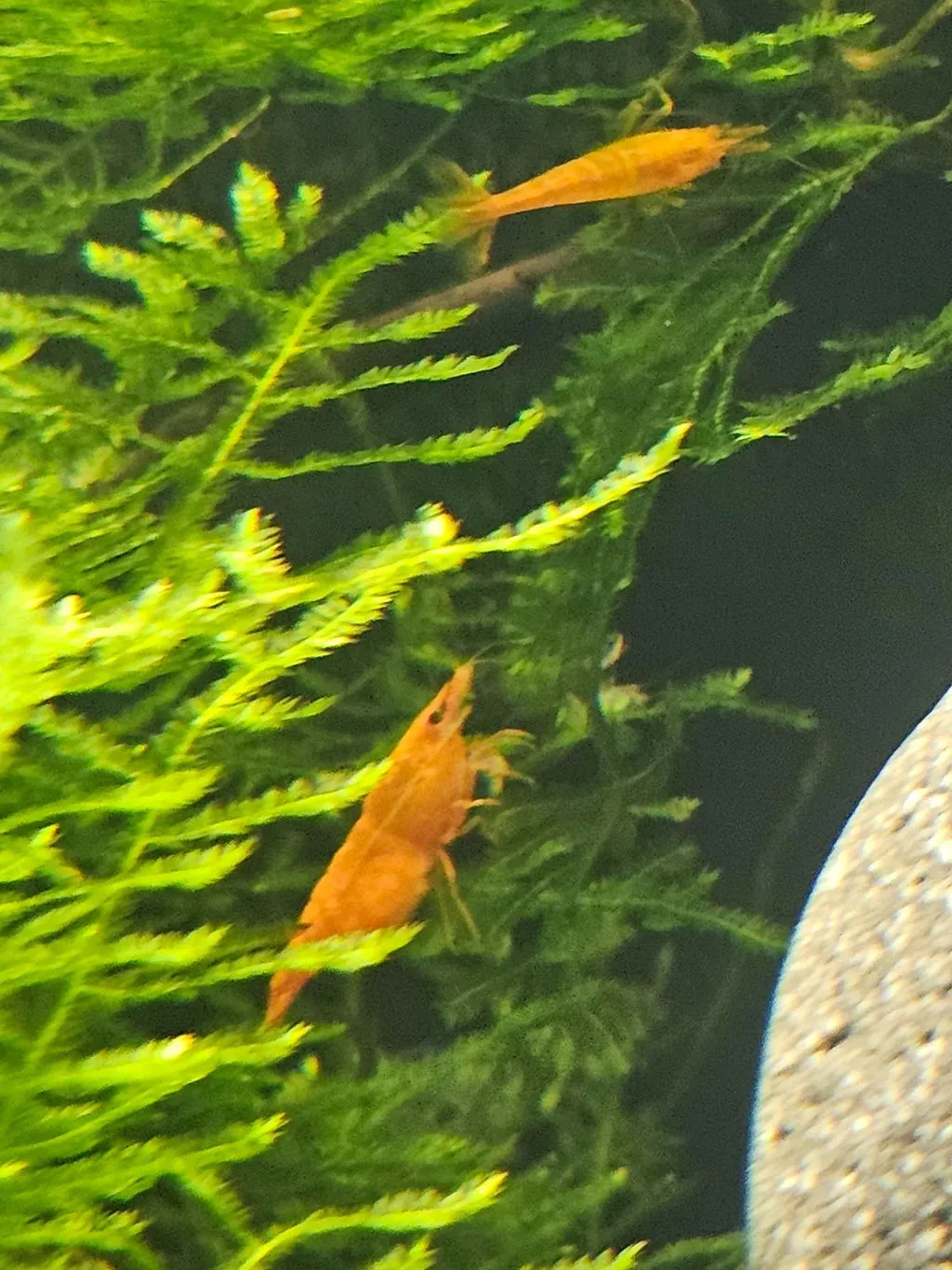 Garnelen TV Orange Fire Sakura räka Neocaridina davidi orange