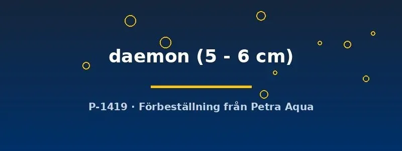Näsets Ciklidhobby Satanoperca daemon akvariefisk 5–6 cm bottenlevande