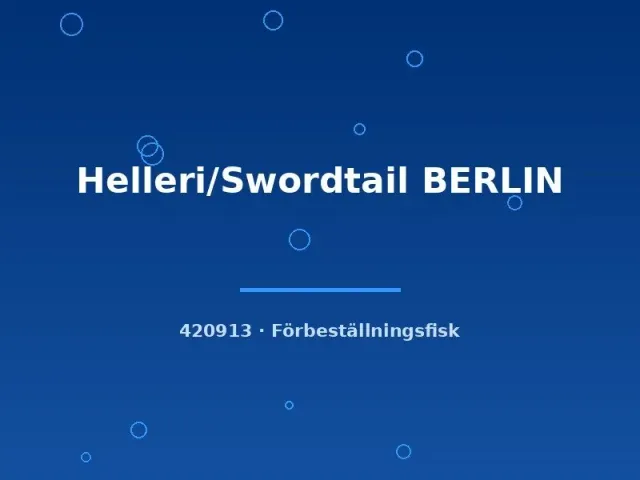 Näsets Ciklidhobby Helleri Berlin svärdfisk md-lg