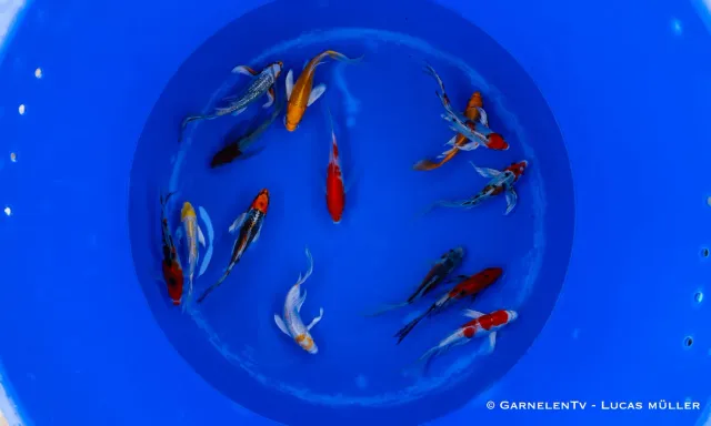 Garnelen TV Cyprinus carpio butterfly koi dammfisk 12-15 cm