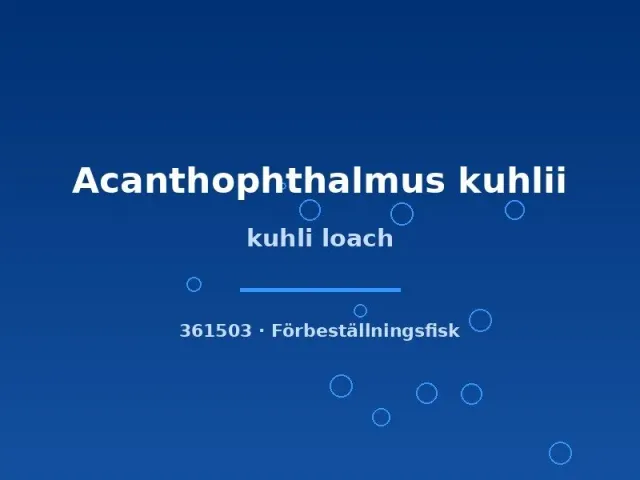 Näsets Ciklidhobby Kuhli loach lg ålfisk bottenfisk sandbotten