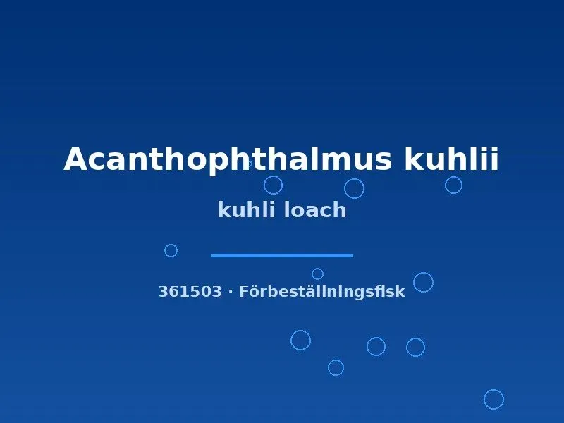 Näsets Ciklidhobby Kuhli loach lg ålfisk bottenfisk sandbotten