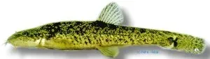 Näsets Ciklidhobby Nemacheilus barbatulus grönling fisk 8 cm botten