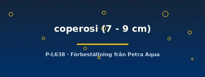 Näsets Ciklidhobby Labeotropheus coperosi ciklid 7–9 cm