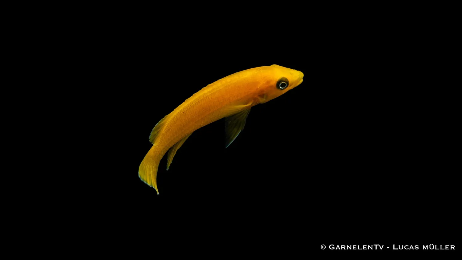 Garnelen TV Neolamprologus leleupi ciklid guld DNZ