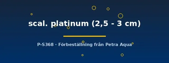 Näsets Platinum Skalar 2,5–3 cm akvariefisk vit