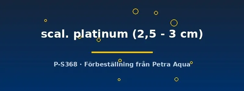 Näsets Platinum Skalar 2,5–3 cm akvariefisk vit