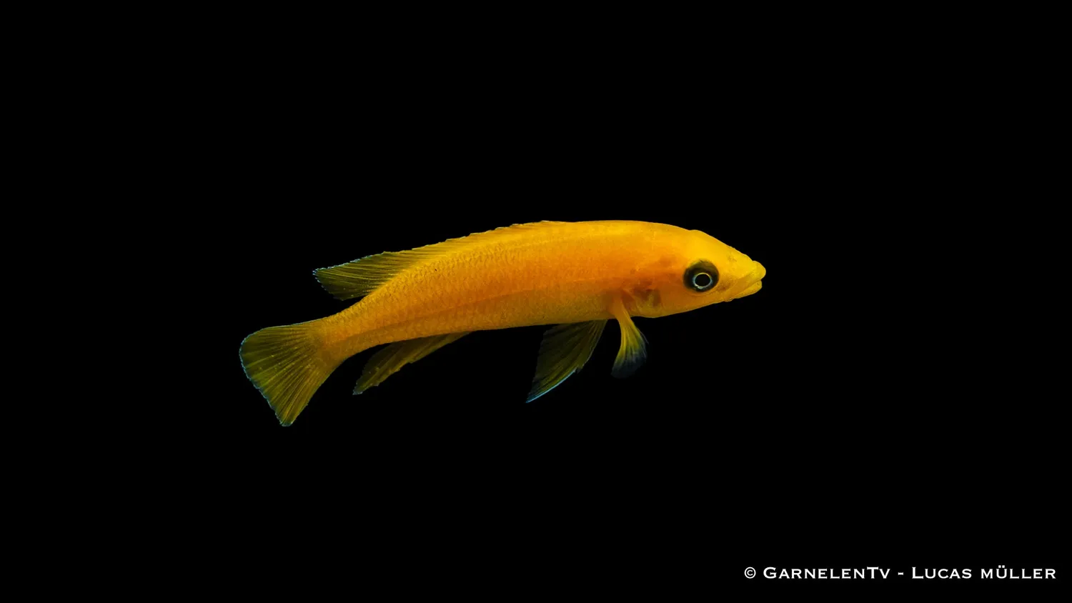 Garnelen TV Neolamprologus leleupi ciklid guld DNZ