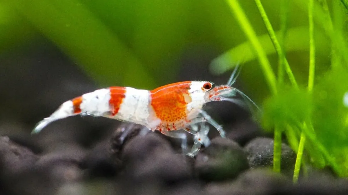 Garnelen TV Red Bee K4-K6 akvarieräka röd-vit