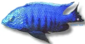 Näsets Ciklidhobby Copadichromis azureus akvariefisk 6–7 cm Malawi