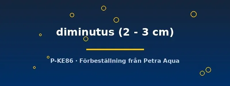 Cambarellus diminutus dvärgkräfta 2–3 cm fredlig