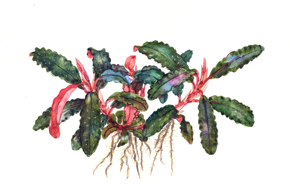 Akvarievalvet Bucephalandra Kedagang akvarieväxt kruka epifyt
