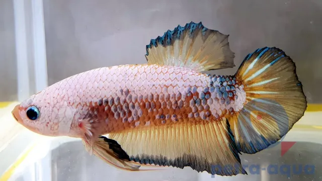 Näsets Ciklidhobby Betta spl. male Giant A grade kampfisk 6–8 cm