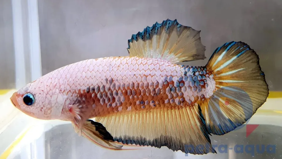 Näsets Ciklidhobby Betta spl. male Giant A grade kampfisk 6–8 cm