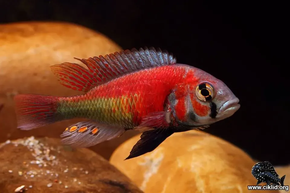 Näsets Ciklidhobby Haplochromis Hippo Point Salmon ciklid 4-5 cm