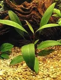Näsets Ciklidhobby Anubias angustifolia akvarieväxt kruka