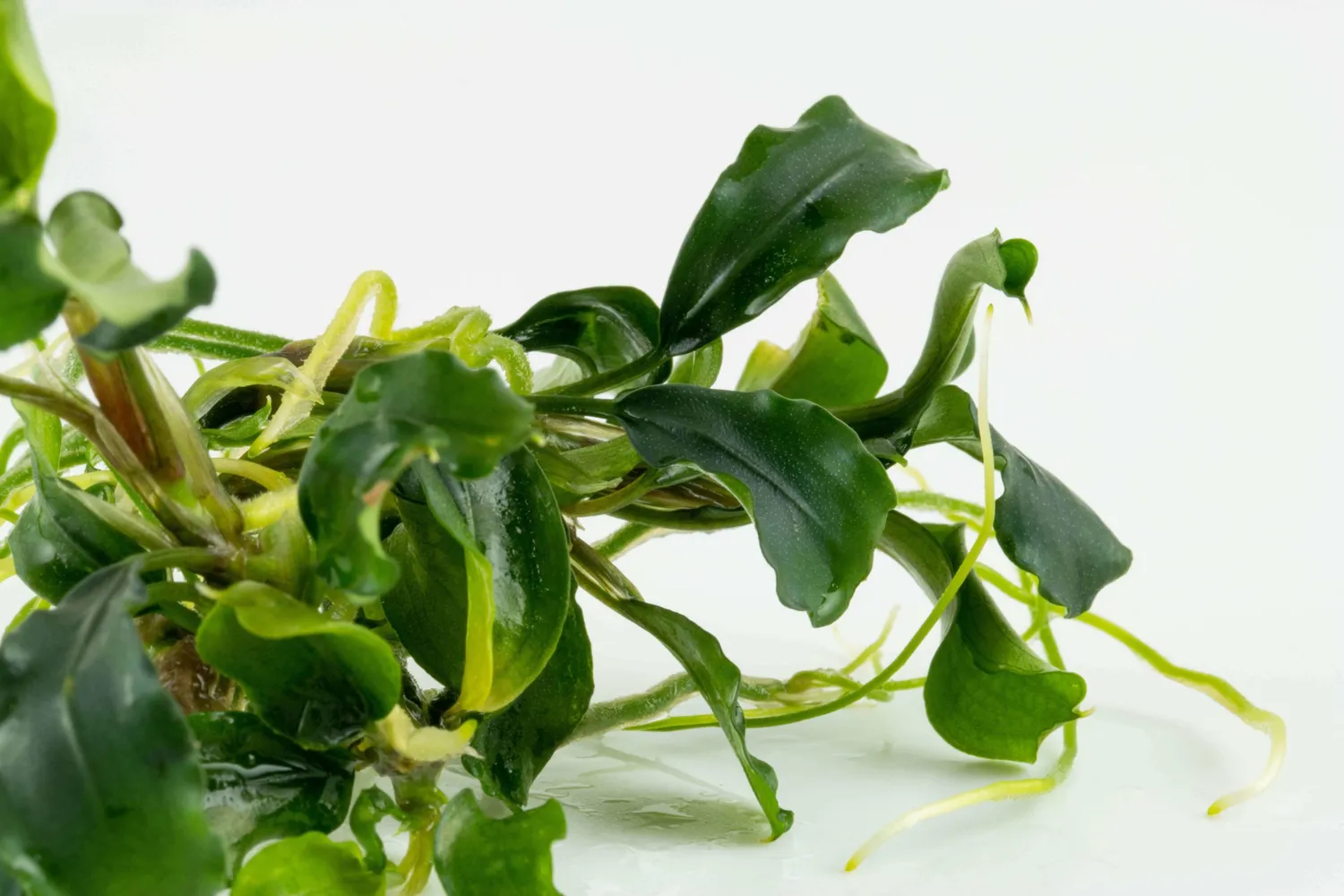 Akvarievalvet Bucephalandra Bukit Kelam akvarieväxt