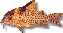 Näsets Ciklidhobby Corydoras Delfox pansarmal XL bottenfisk