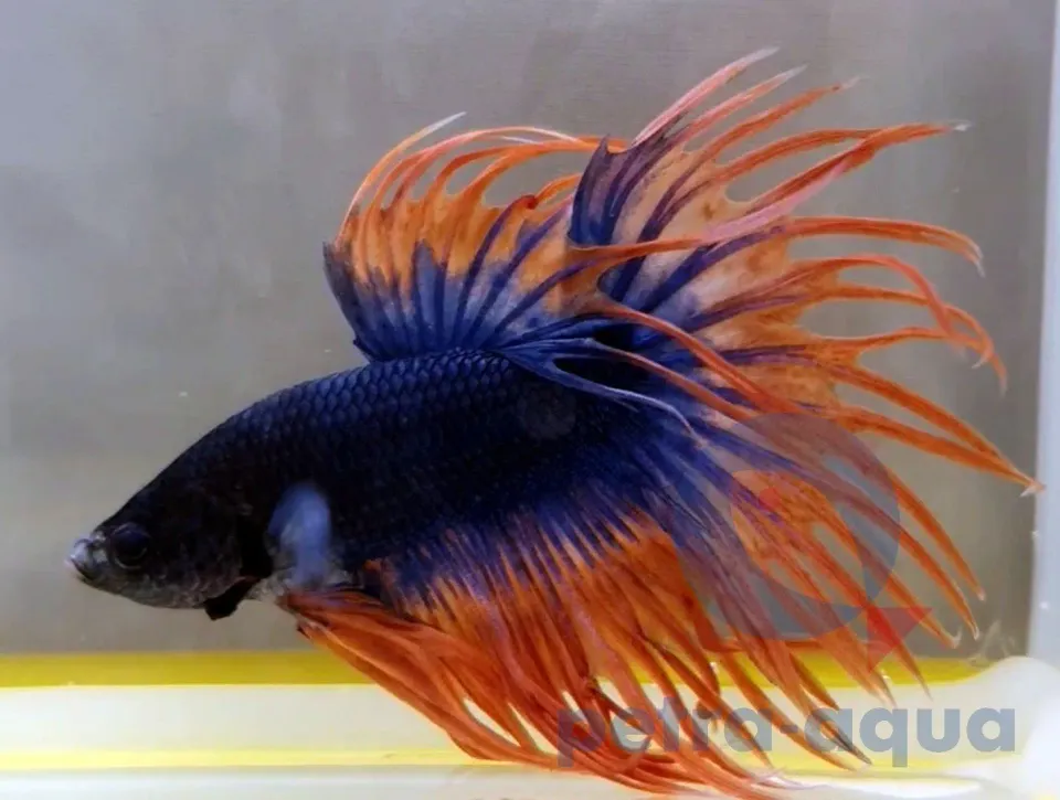 Näsets Ciklidhobby Betta crowntail bicolor kampfisk XL hane