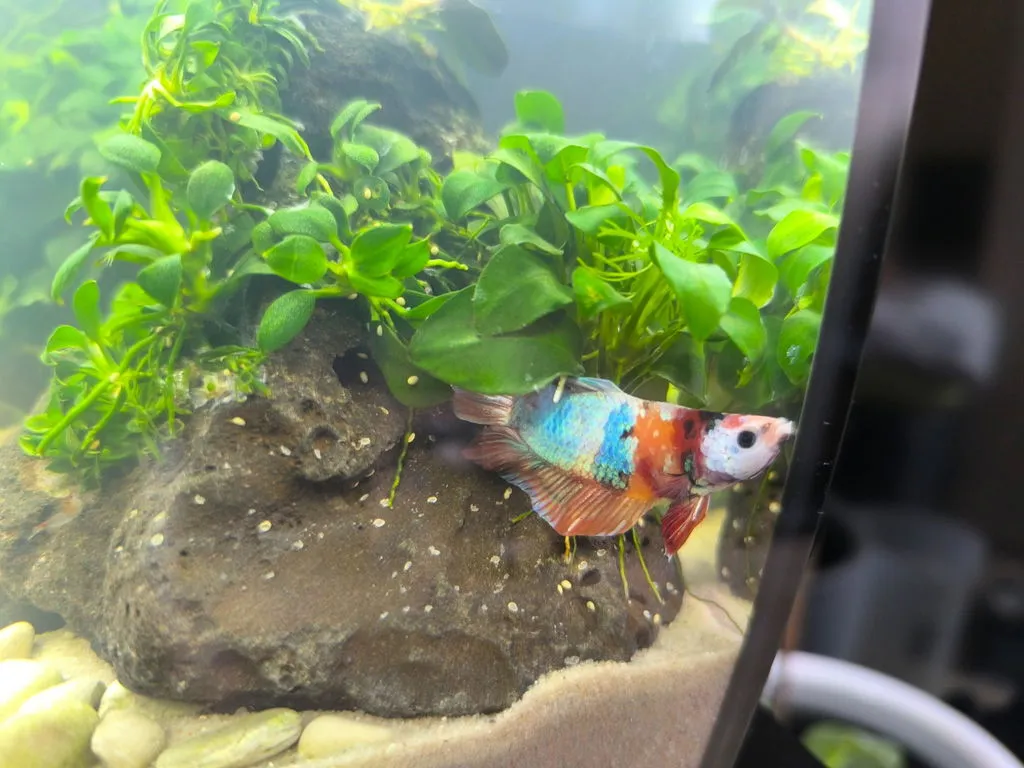 Garnelen TV Koi Galaxy Plakat kampfisk hane