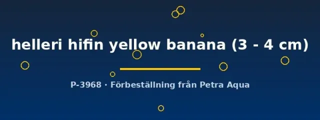 Näsets Ciklidhobby Xiphophorus helleri yellow banana svärdbärare