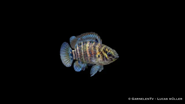 Garnelen TV Badis badis akvariefisk blåabborre nano