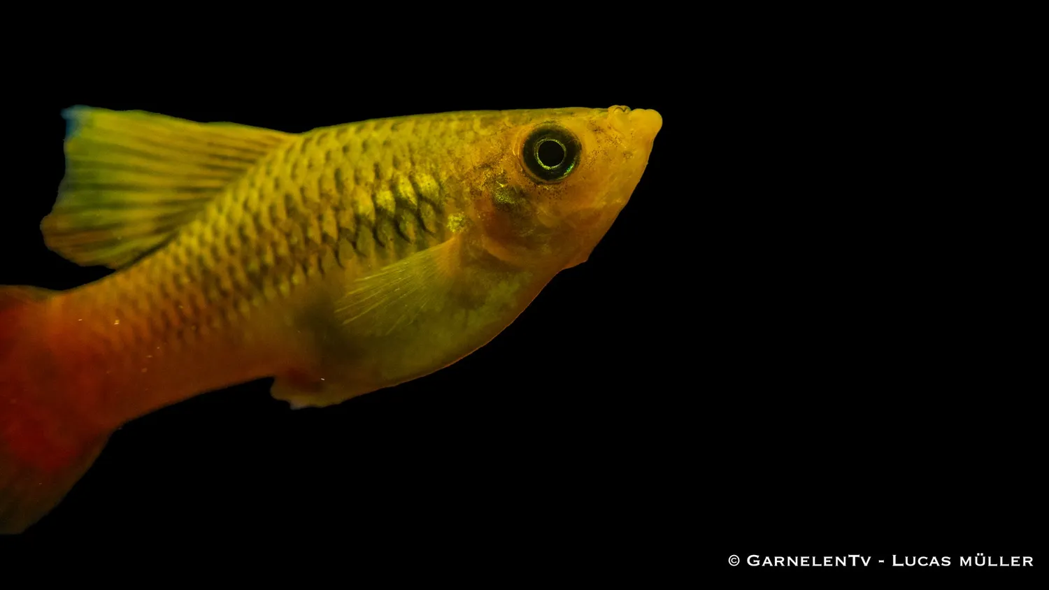 Garnelen TV Papageienplaty Xiphophorus variatus högfena