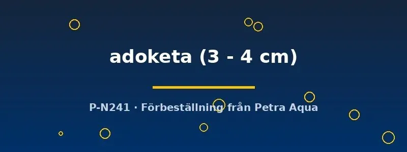 Näsets Ciklidhobby Nannacara adoketa ciklid 3–4 cm