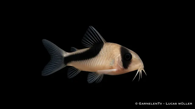 Garnelen TV Hoplisoma melini pansarmal bottenfisk grupp