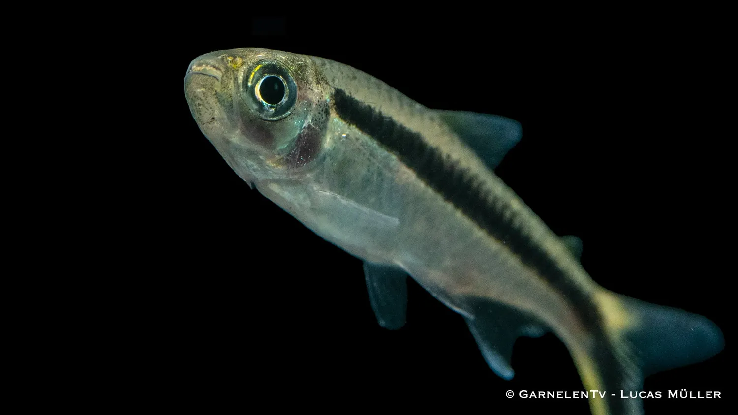 Garnelen TV snedtetra Thayeria boehlkei stimfisk