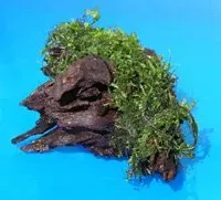 Näsets Ciklidhobby Moos+ root akvarierot 10–20 cm mossa