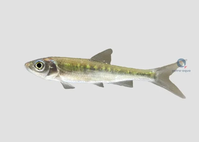 Näsets Ciklidhobby Zacco platypus akvariefisk 5–7 cm