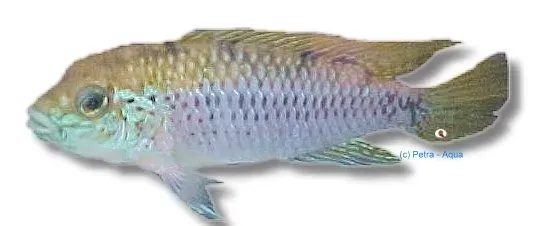 Näsets Ciklidhobby Apistogramma Pantanal dvärgciklid 3–4 cm par