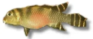 Näsets Ciklidhobby Blue Kongo Nanochromis transvertitus ciklid 5,5 cm
