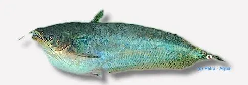 Näsets Ciklidhobby Butter catfish akvariefisk XL mal