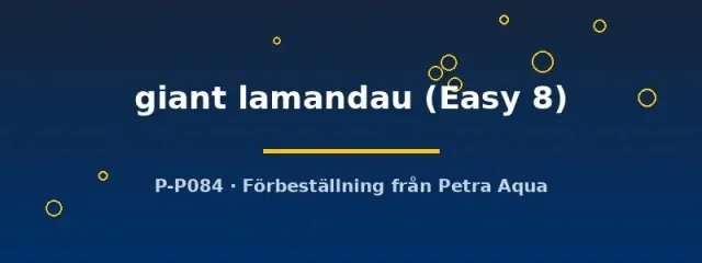 Näsets Ciklidhobby Giant Lamandau akvarieväxt Easy8