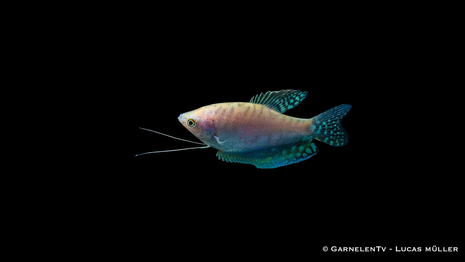 Garnelen TV Prickig Opal Trichogaster trichopterus trådgurami