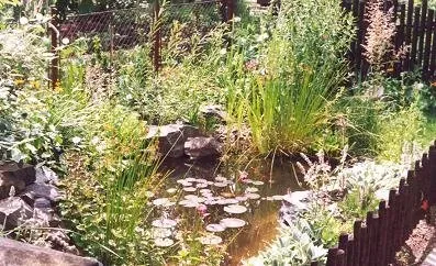 Näsets Ciklidhobby Mud Plants mix akvarieväxt 10-pack