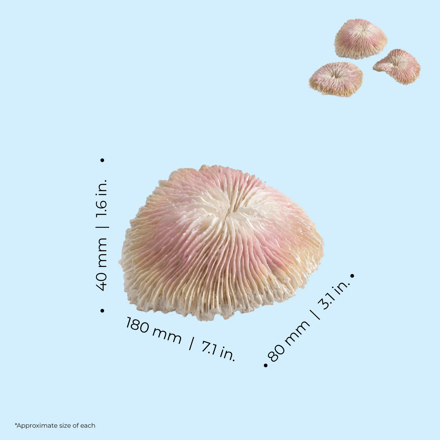 biOrb Plate Coral Set dekoration Natural 3-delar