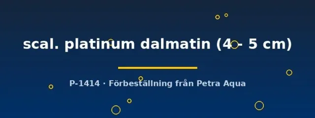 Näsets Ciklidhobby Pterophyllum scalare platinum dalmatin scalar 4–5 cm lugn