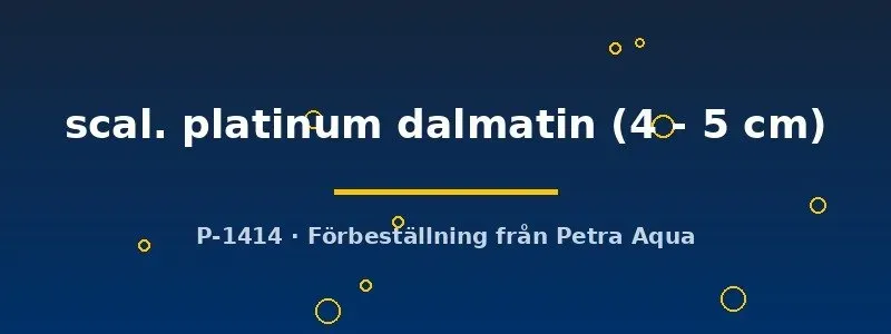 Näsets Ciklidhobby Pterophyllum scalare platinum dalmatin scalar 4–5 cm lugn