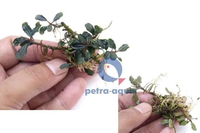 Näsets Ciklidhobby Bucephalandra lamandau purple växt Easy8