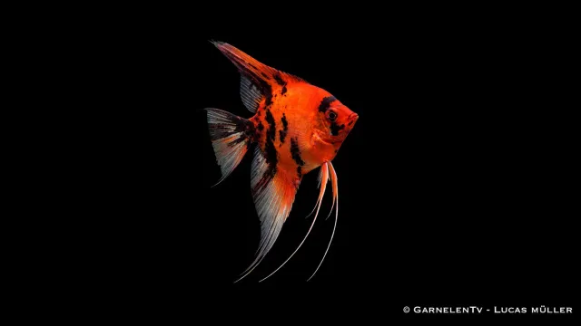 Garnelen TV Red Devil skalar Pterophyllum scalare