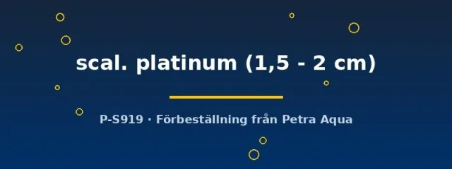 Pterophyllum scalare platinum skalär 1,5–2 cm