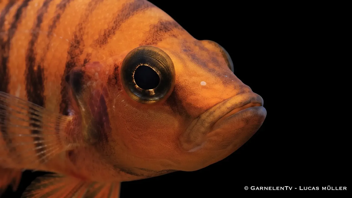 Garnelen TV Altolamprologus calvus orange pärlciklid