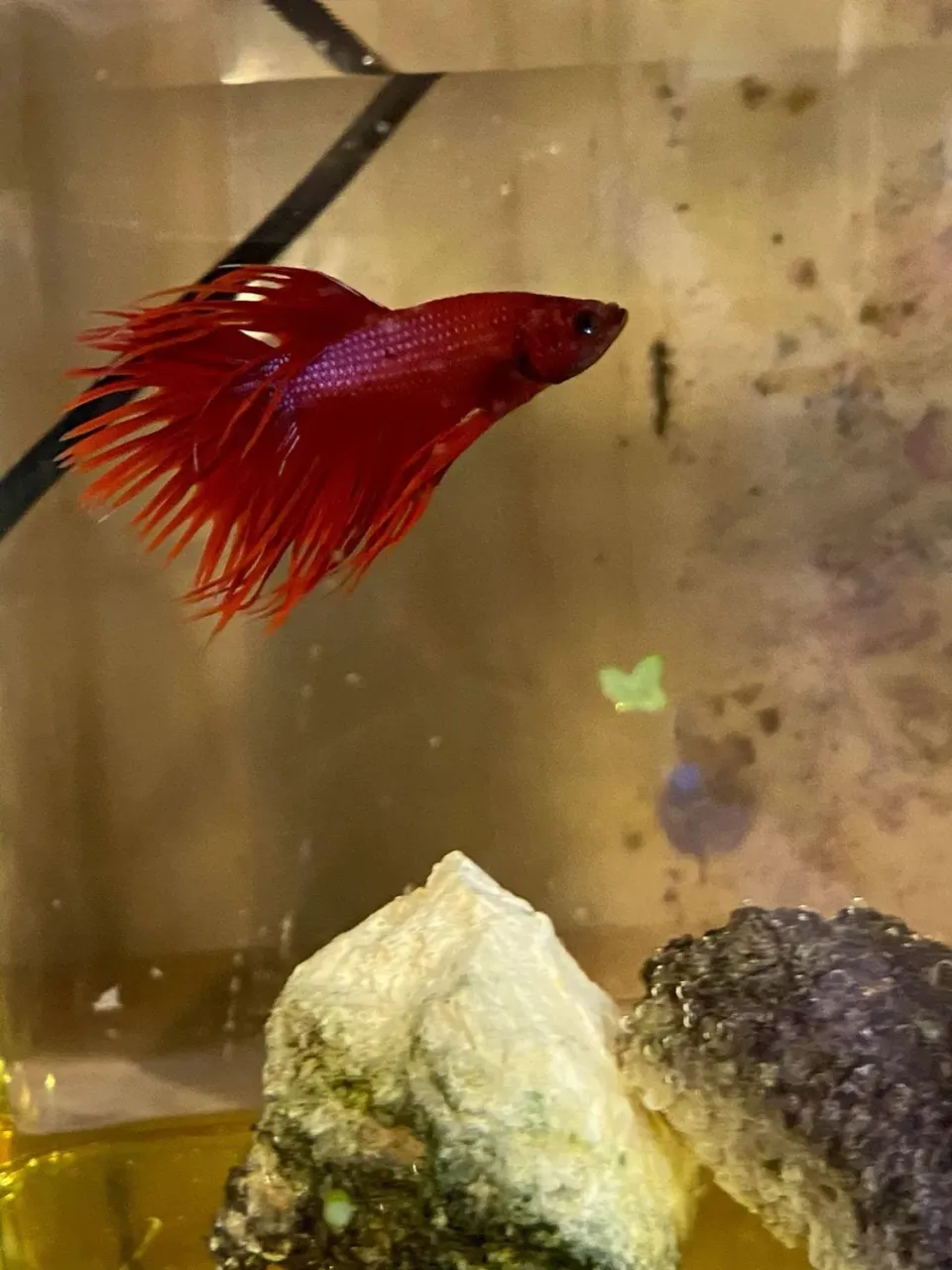 Näsets Ciklidhobby CrownTail Mix Male kampfisk hane crowntail