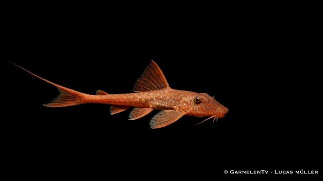 Garnelen TV Röd Hexenwels Rineloricaria sp. mal bottenlevande
